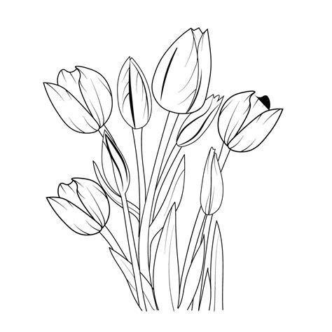 tulip line art